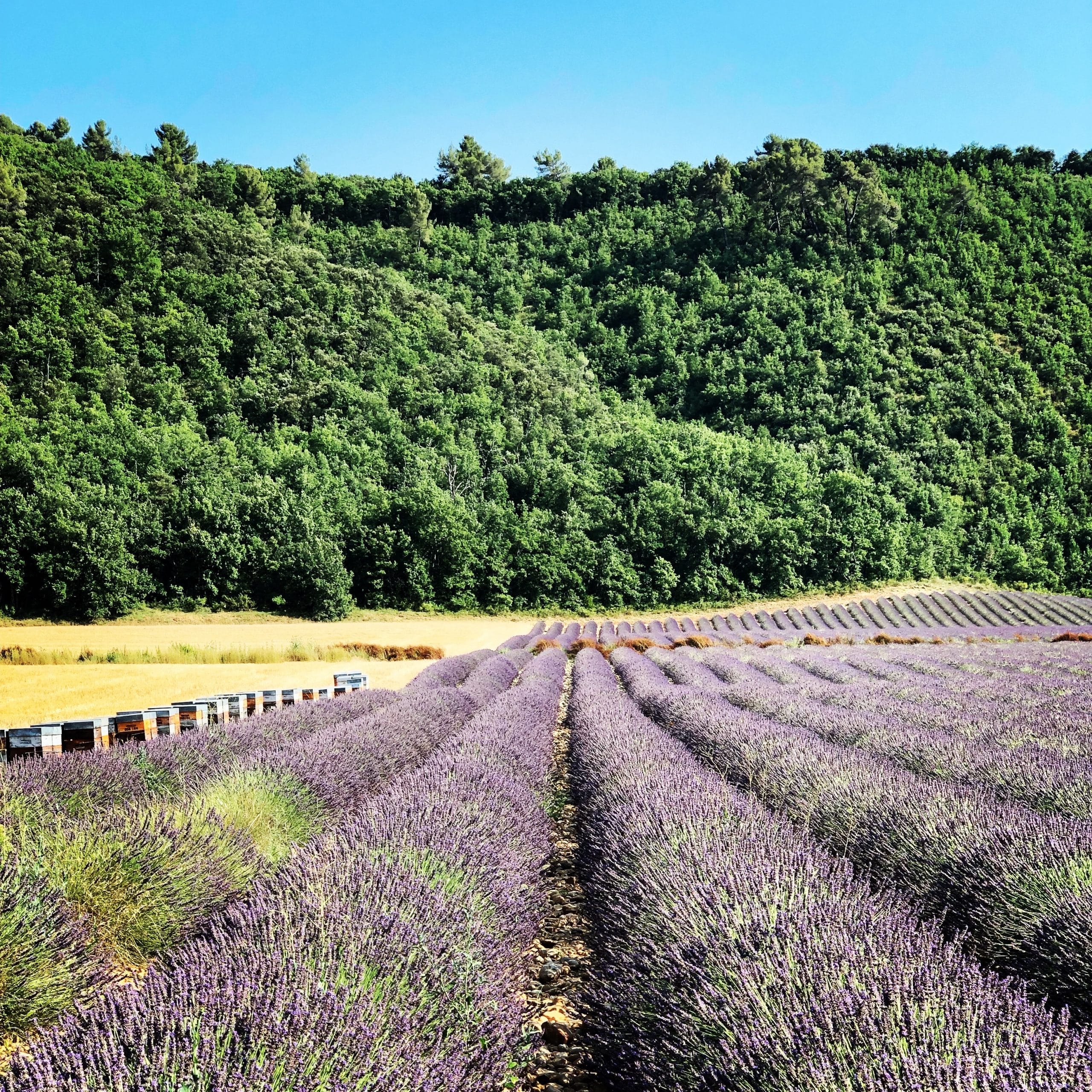 champ-de-lavande-provence_t20_VWGVkw