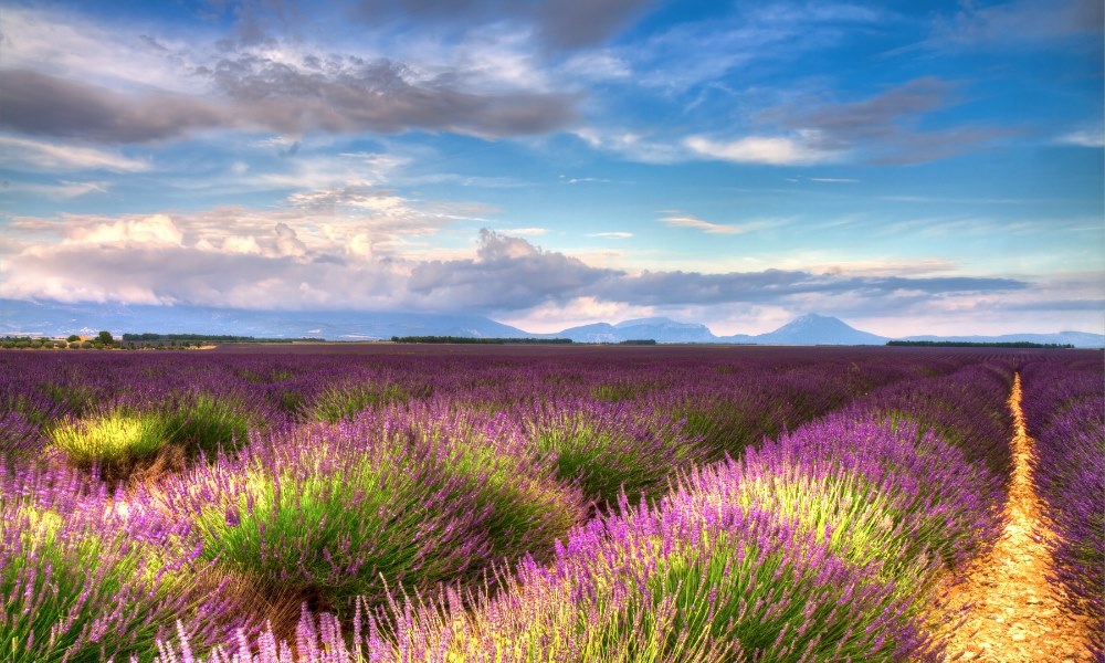 Champs de Lavande sur le Plateau de Valensole