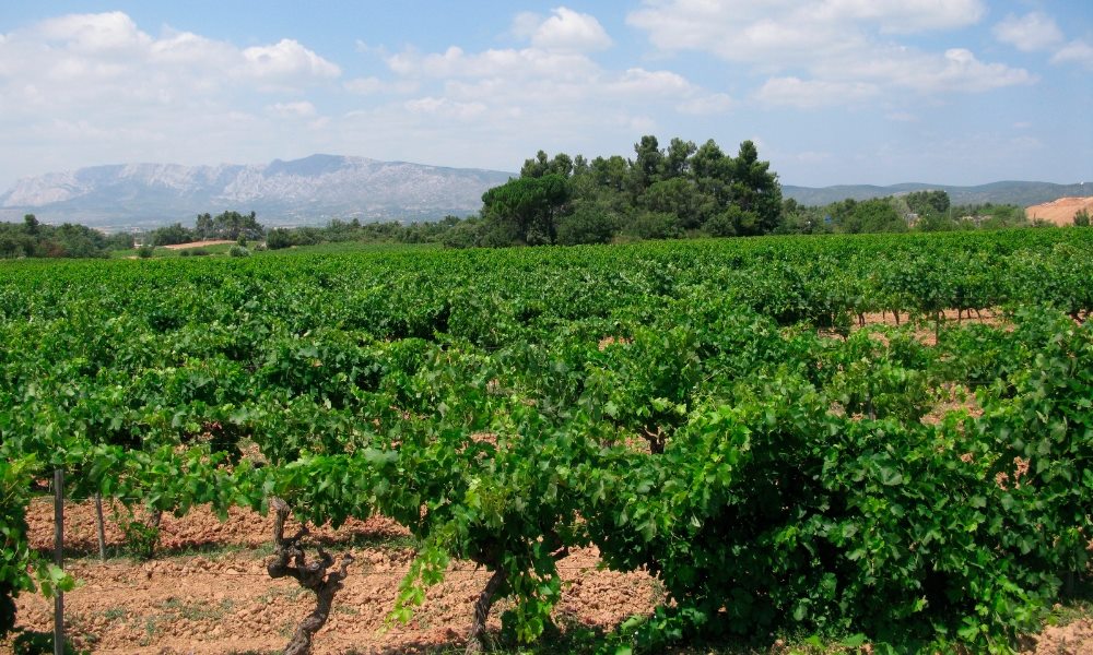 Vignoble de la région Provence